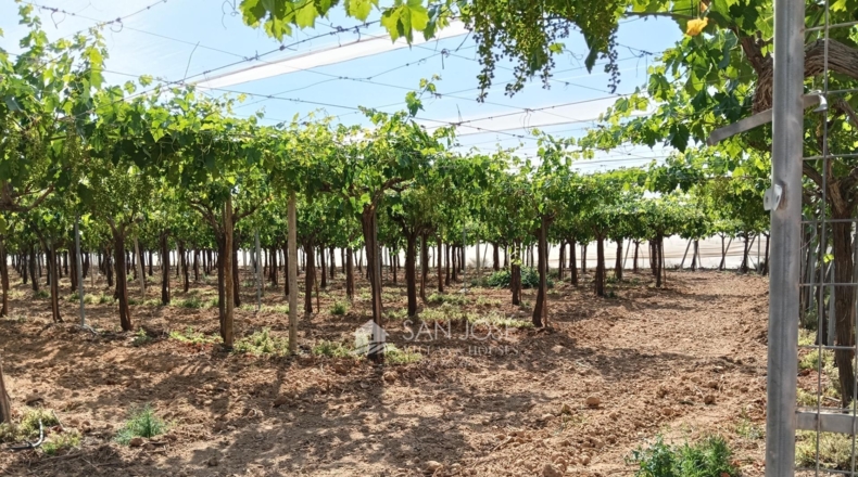 Alicante - Aspe - 14400m2