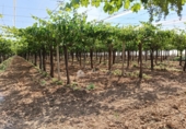 Non-developable land for sale on España, Aspe, ref: TR412516 photo