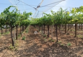Non-developable land for sale on España, Aspe, ref: TR412516 photo