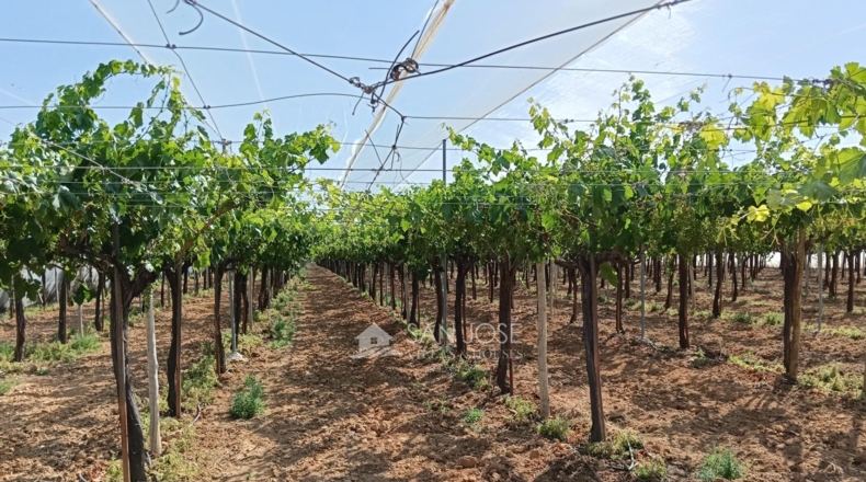 Alicante - Aspe - 14400m2