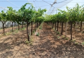 Non-developable land for sale on España, Aspe, ref: TR412516 photo