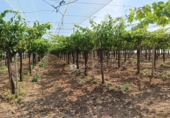 Non-developable land for sale on España, Aspe, ref: TR412516 photo