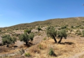 Casa de campo con terreno en venta en la España, Alboloduy, ref: TR412564 foto