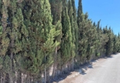Non-developable land for sale on España, Benissa, ref: TR131272 photo