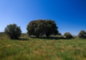 Terreno no urbanizable en venta en la España, Navalperal de Pinares, ref: TR412607 foto