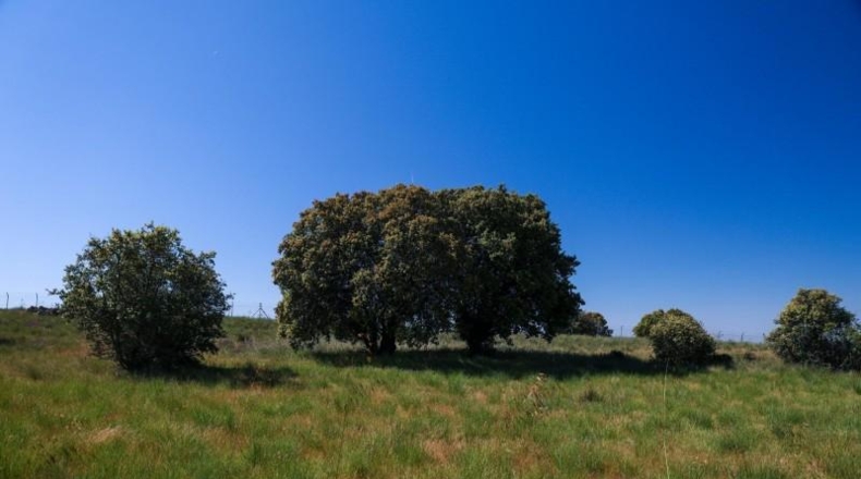 Авила - Navalperal de Pinares - 27000m2