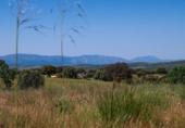 Terreno no urbanizable en venta en la España, Navalperal de Pinares, ref: TR412607 foto
