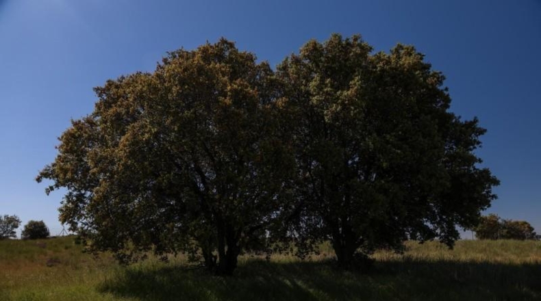 Авила - Navalperal de Pinares - 27000m2