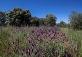 Terreno no urbanizable en venta en la España, Navalperal de Pinares, ref: TR412607 foto