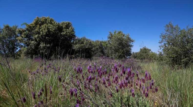 Авила - Navalperal de Pinares - 27000m2