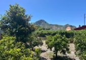 Casa de campo con terreno en venta en la España, El Verger, ref: TR412639 foto