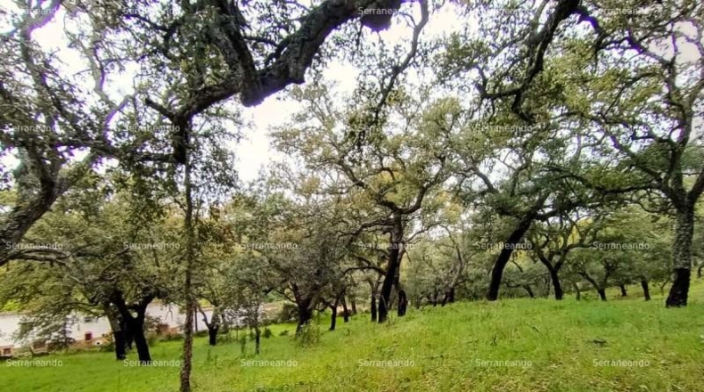 Huelva - Galaroza - 9270m2