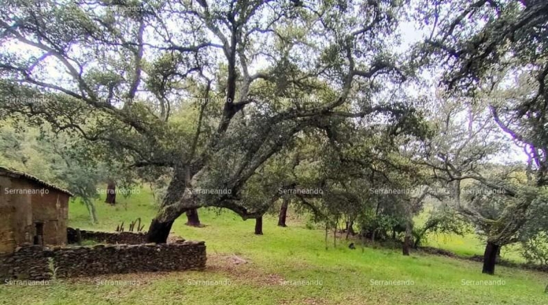 Huelva - Galaroza - 9270m2