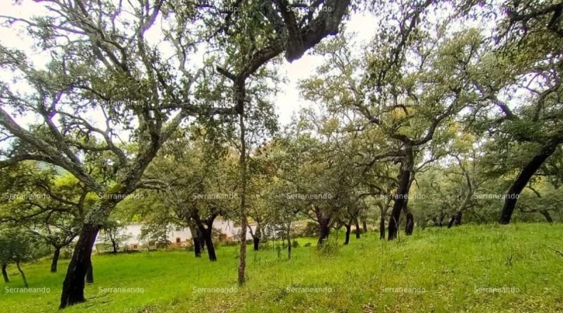 Huelva - Galaroza - 9270m2