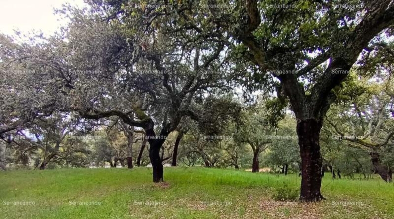 Huelva - Galaroza - 9270m2