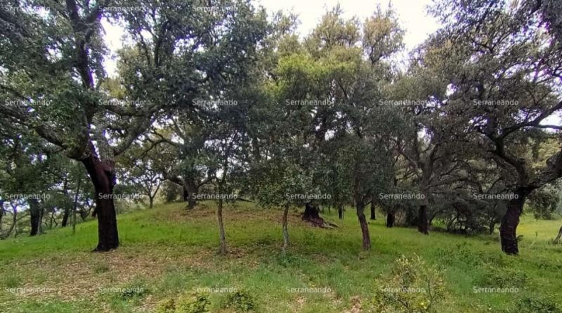 Huelva - Galaroza - 9270m2