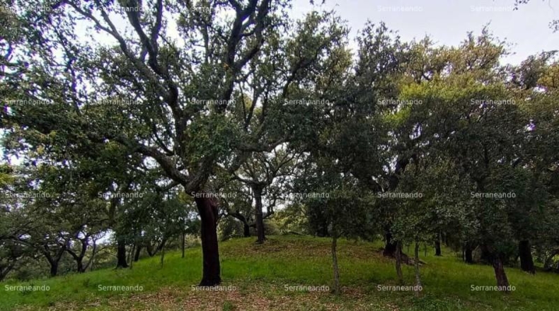 Huelva - Galaroza - 9270m2