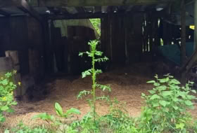 Foto 12