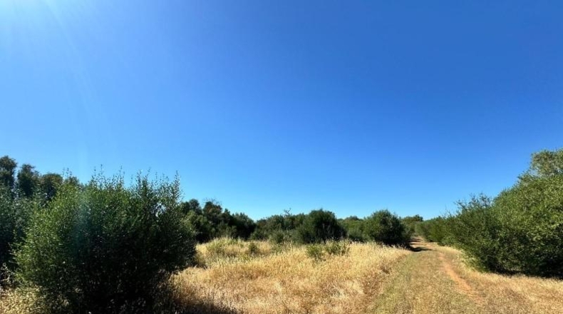 Islas Baleares - Algaida - 14205m2