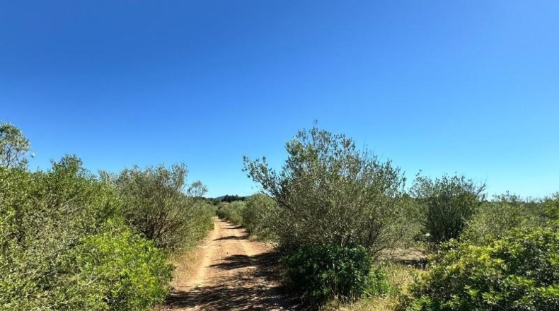 Islas Baleares - Algaida - 14205m2