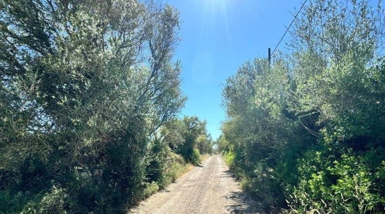Islas Baleares - Algaida - 14205m2