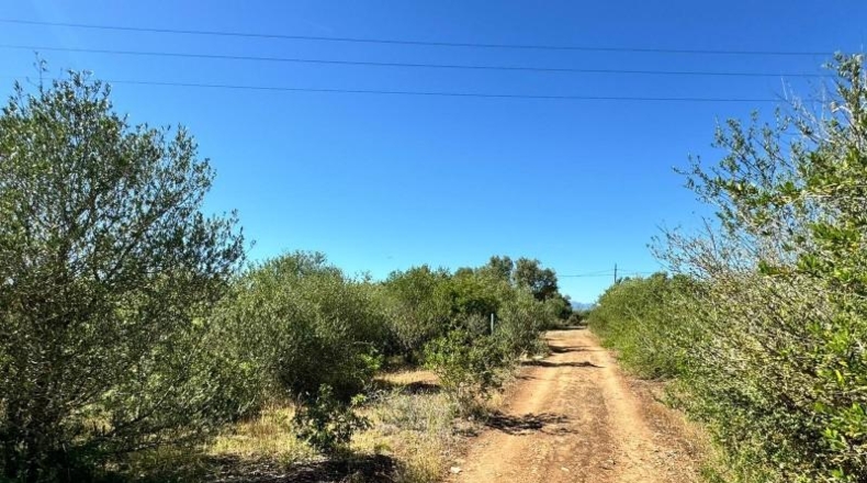 Islas Baleares - Algaida - 14205m2