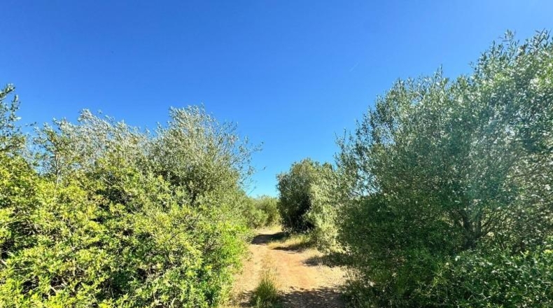Islas Baleares - Algaida - 14205m2
