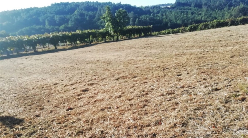 Pontevedra - Silleda - 11000m2