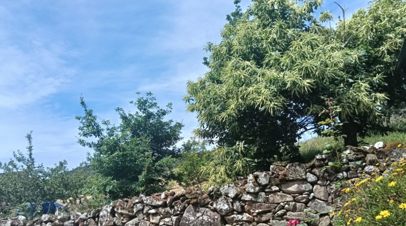 Pontevedra - Pontevedra - 8000m2