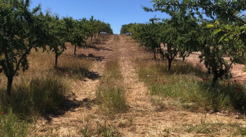 Albacete - Elche de la Sierra - 550000m2