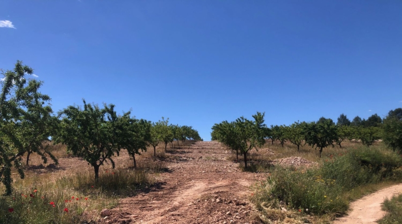 Albacete - Elche de la Sierra - 550000m2