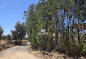 Finca rústica en venta en Pilas ref: TR412901 foto
