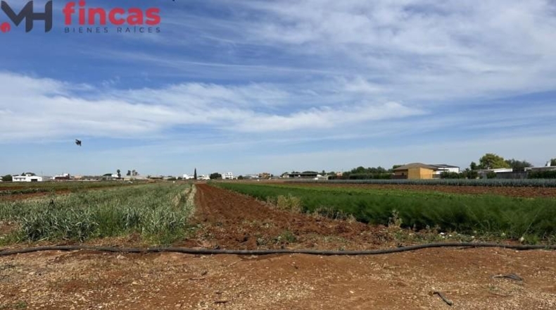 Sevilla - Sevilla - 8800m2