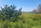 Non-developable land for sale on España, la Vall d'Alba, ref: TR411044 photo