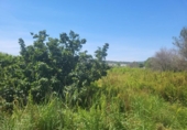 Non-developable land for sale on España, la Vall d'Alba, ref: TR411044 photo