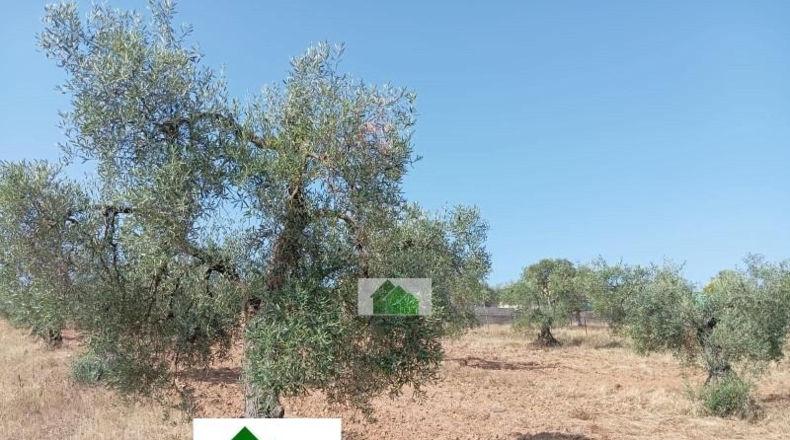 Сарагоса - Osera de Ebro - 4802m2