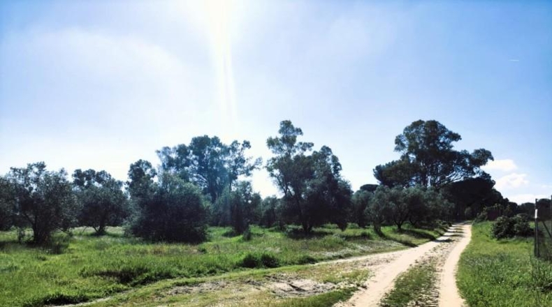 Huelva - Bollullos Par del Condado - 5188m2