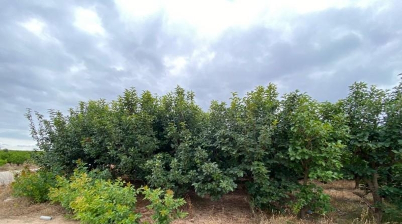 Badajoz - Valverde de Llerena - 3320m2