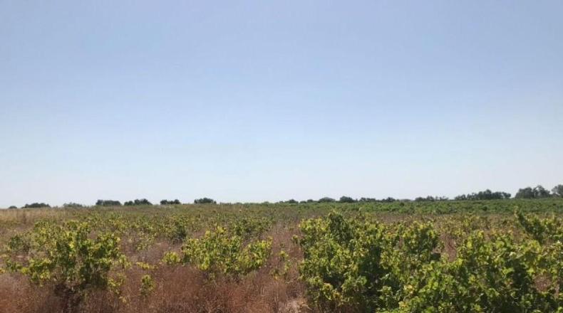 Huelva - Bollullos Par del Condado - 6287m2