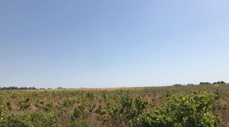 Huelva - Bollullos Par del Condado - 6287m2
