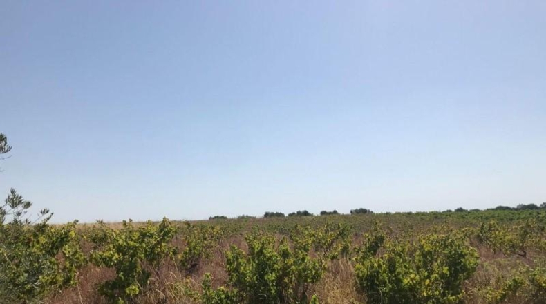 Huelva - Bollullos Par del Condado - 6287m2