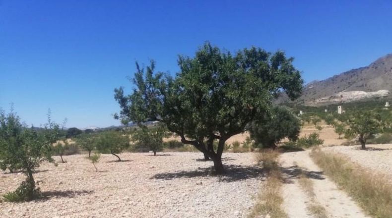 Murcia - Favanella - 15700m2