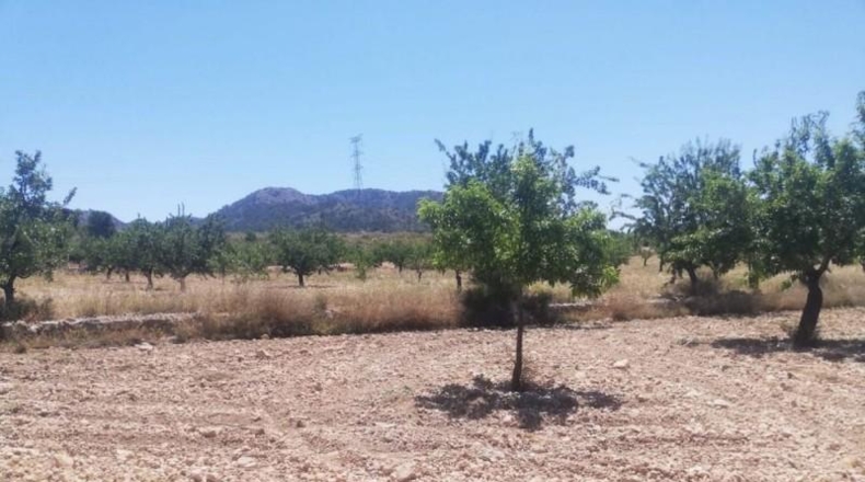 Murcia - Favanella - 15700m2