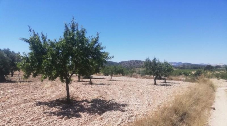 Murcia - Favanella - 15700m2