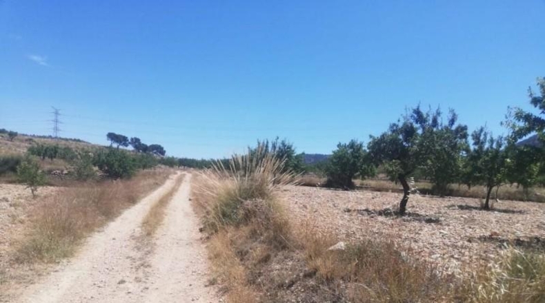 Murcia - Favanella - 15700m2