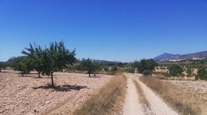 Murcia - Favanella - 15700m2