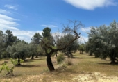 Terreno no urbanizable en venta en la España, Cretas, ref: TR315498 foto