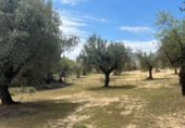 Terreno no urbanizable en venta en la España, Cretas, ref: TR315498 foto