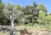 Chalet independiente con terreno en venta en la España, Horta de Sant Joan, ref: TR303451 foto
