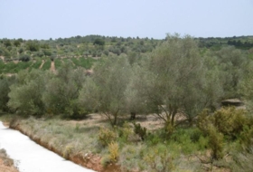 la Vall d'Alba 7456&nbsp;m²